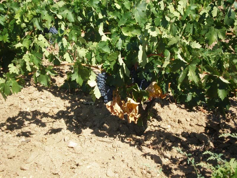 Cultivo tradicional de la vid Cultivo tradicional de la vid